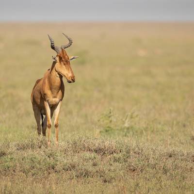 Lichtenstein's hartebeest