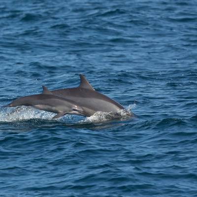 Common bottlenose dolphin