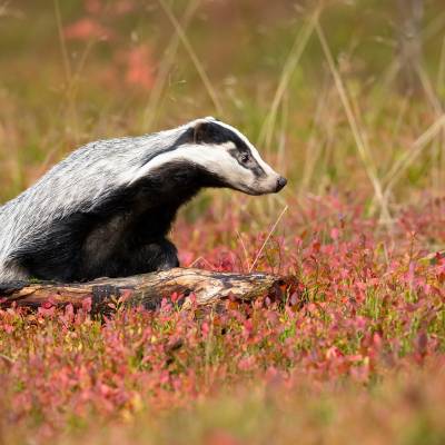 European badger