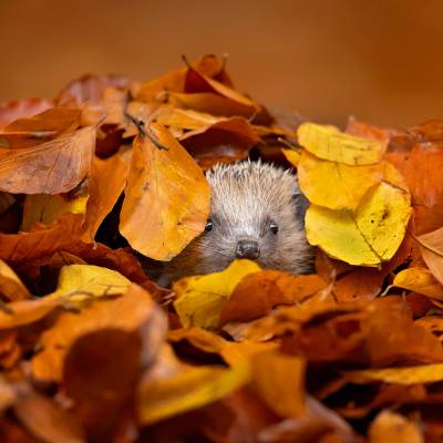 European hedgehog