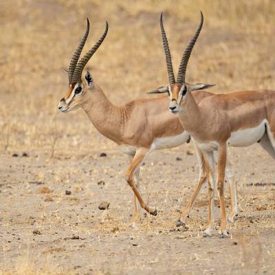 Grant's gazelle