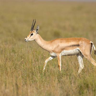 Thomson's gazelle