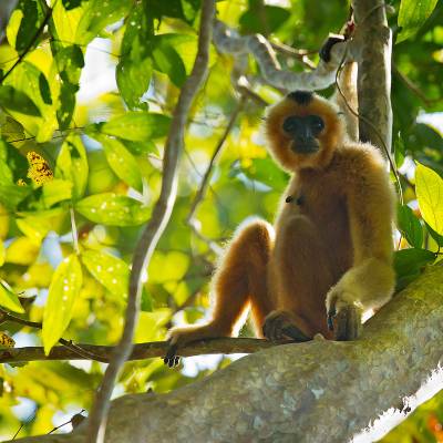 Northern white-cheeked gibbon