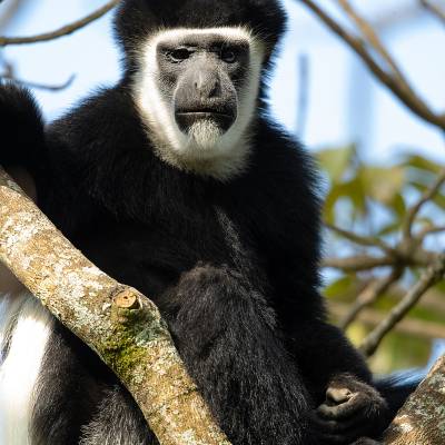 Mantled guereza