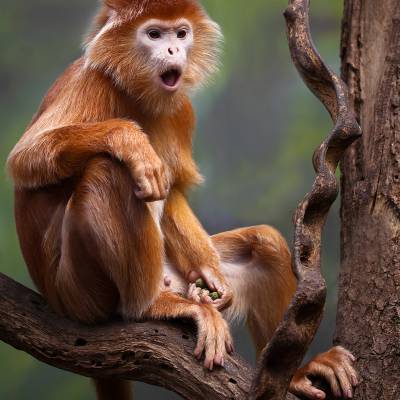 East Javan langur