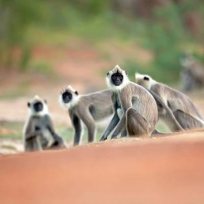 Northern plains gray langur