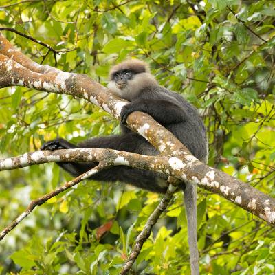 Purple-faced langur