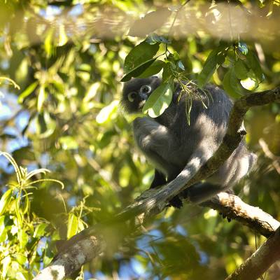 Hose's langur