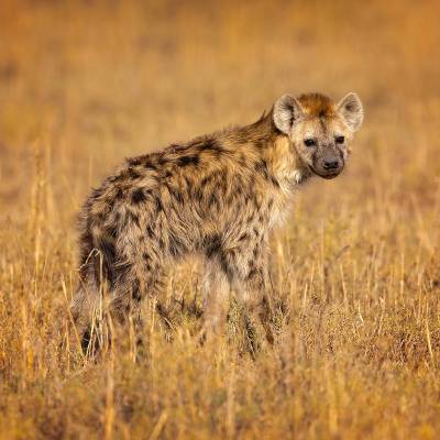 Spotted hyena