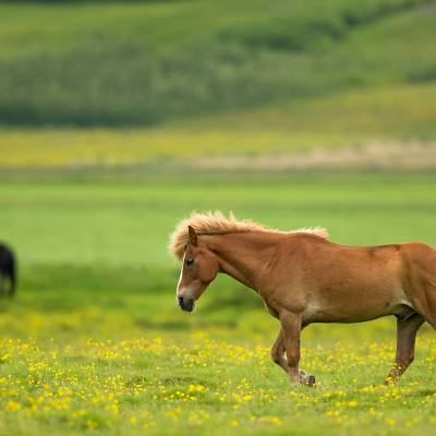 Icelandic horse