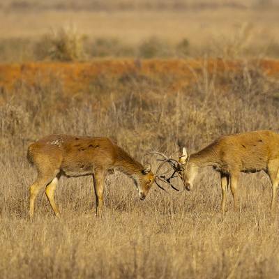 Barasingha