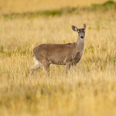 White-tailed deer