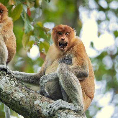 Proboscis monkey