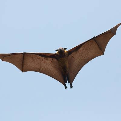 Indian flying fox