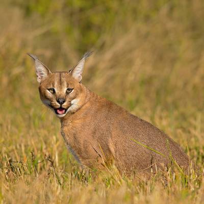 Caracal