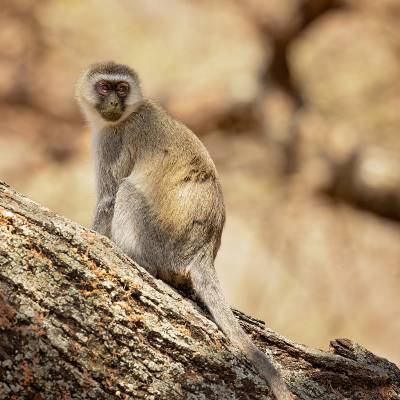 Vervet monkey