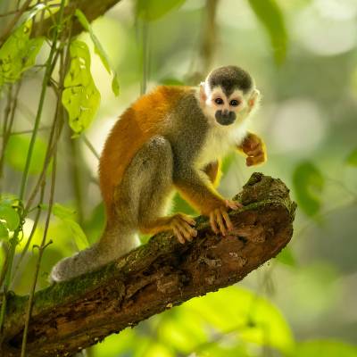 Central American squirrel monkey