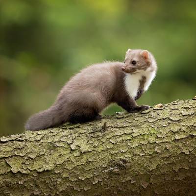 European pine marten