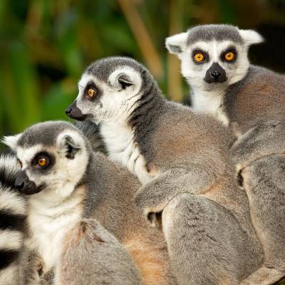 Ring-tailed lemur