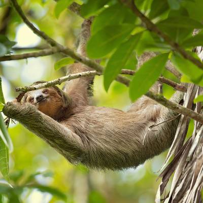 Brown-throated sloth