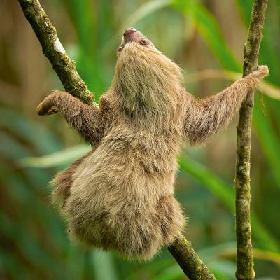 Hoffmann's two-toed sloth