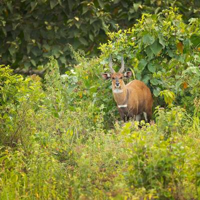 Cape bushbuck