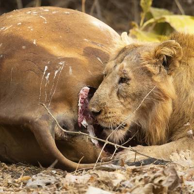 Asiatic lion