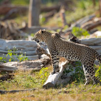 Sri Lankan leopard