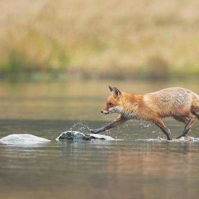 Red fox