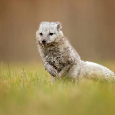 Arctic fox