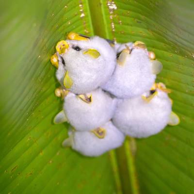 Honduran white bat