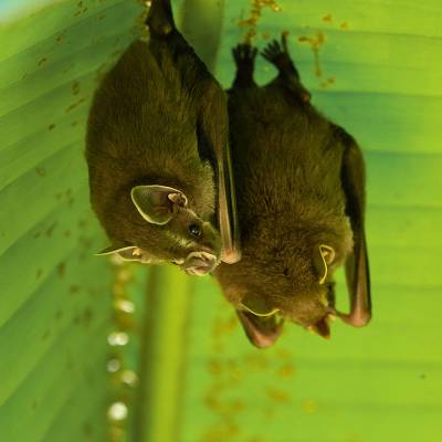 Tent-making bat