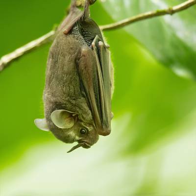 Greater spear-nosed bat