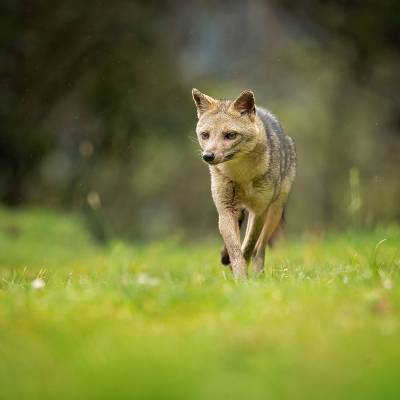 Crab-eating fox