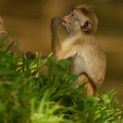 Toque macaque