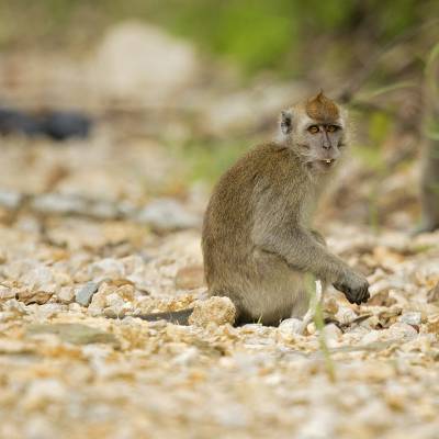 Crab-eating macaque