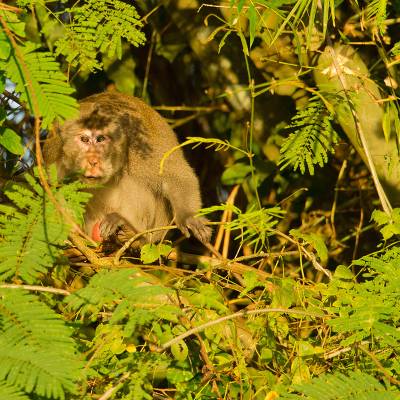 Rhesus macaque