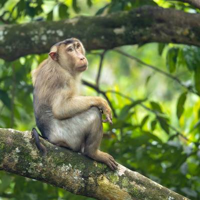 Southern pig-tailed macaque