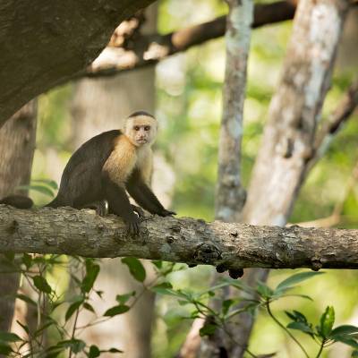 Colombian white-faced capuchin