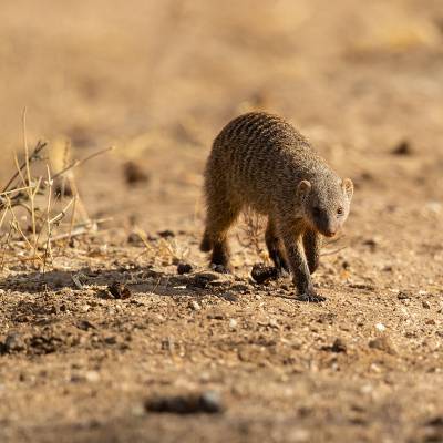 Banded mongoose