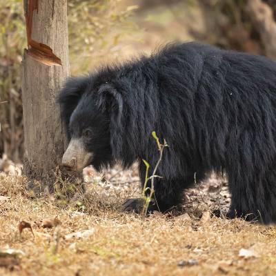 Sloth bear