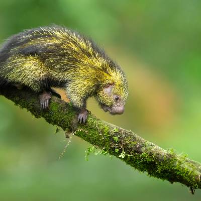 Mexican hairy dwarf porcupine