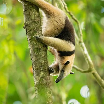 Northern tamandua