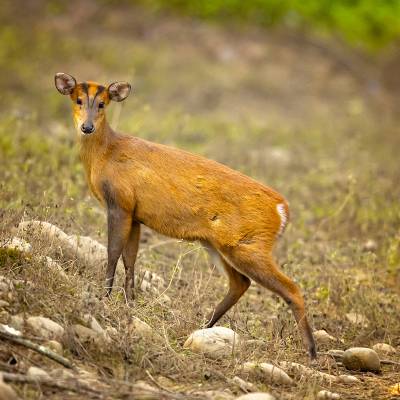 Muntjac