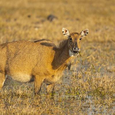 Nilgai