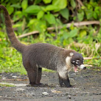 White-nosed coati