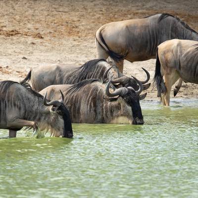 Blue wildebeest