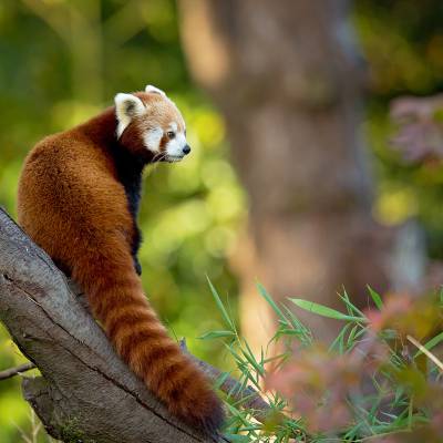 Red panda