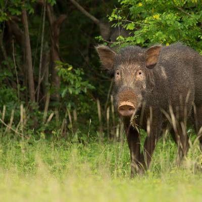 Wild boar