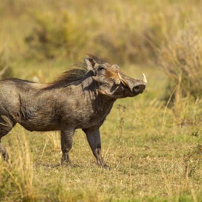 Common warthog